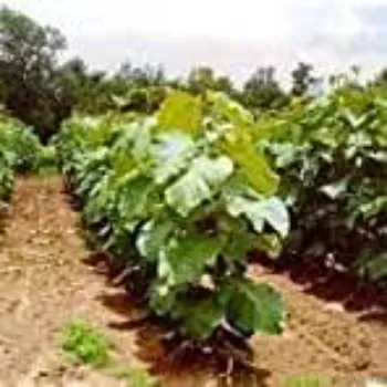 No1 Teak Plant 9a-teak plant-8498251-72445.webp